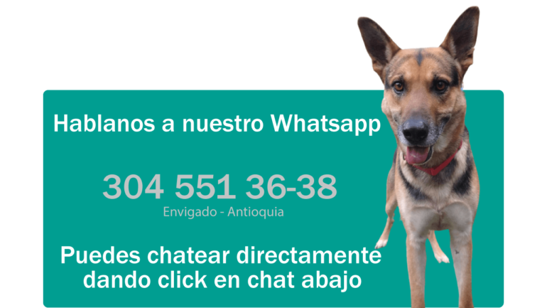 adiestramiento canino